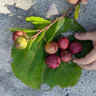 Chrysoblanaus Icaco locally known as Fat Pork found on the coast of Barbados