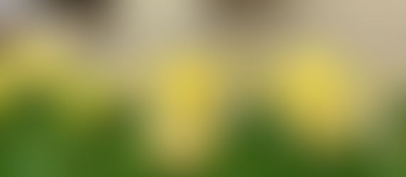 しっぽいちvol.11 は開催延期となりました。
