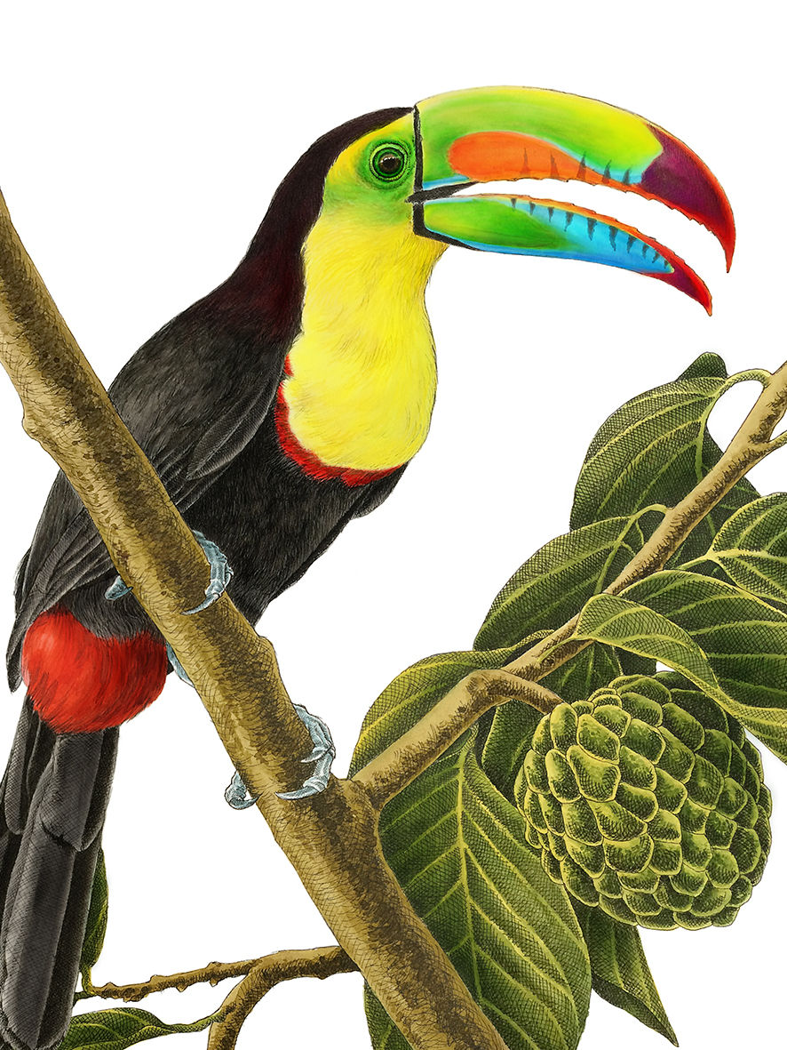Thumbnail: Tucano-de-Bico-Arco-Íris