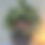 Thumbnail: Big Rose Arrangement