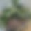 Thumbnail: Big Rose Arrangement