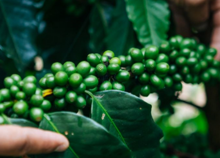 Nescafé busca apoiar transição dos agricultores para cultivo de café regenerativo