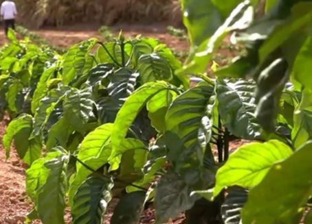 Produção familiar de café conilon cresce 30% ao ano no Vale do Rio Doce, em MG