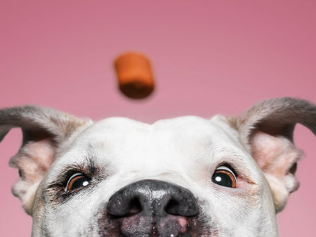 Taubheit beim Hund – wenn die Welt im Alter leiser wird