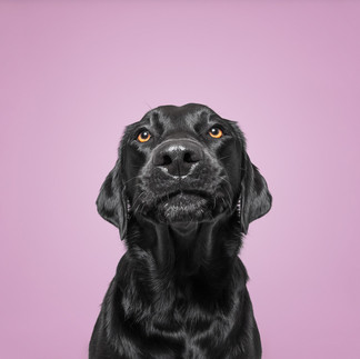 Hundefotografie Studio Berlin