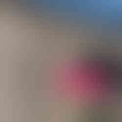 Hund mit Mantel am Strand