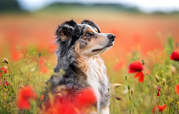 Australian Shepherd im Mohnfeld