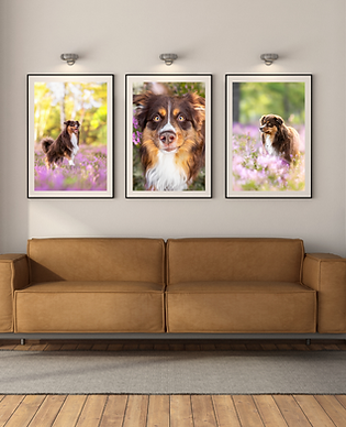 3 Hundefotos im Bilderrahmen an der Wand