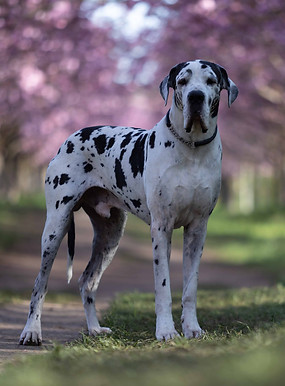Dogge unbearbeitet