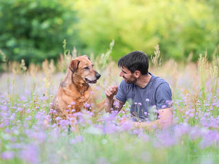 Hund und Mensch sitzen auf einer Wiese mit lila Wildblumen