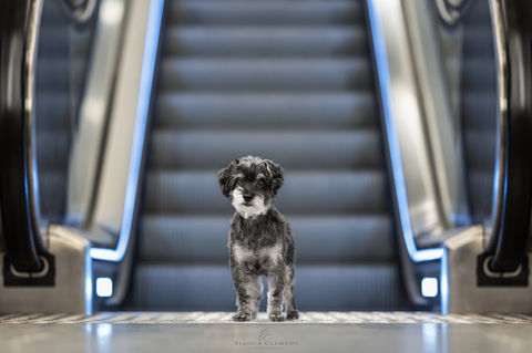 Hundefotografie Berlin Mitte
