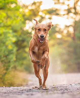 Golden Retriever, der auf die Kamera zurennt