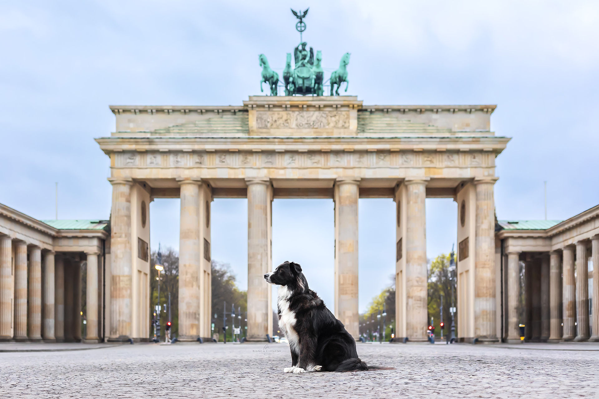 Hundefotografie BC Tierfotografie