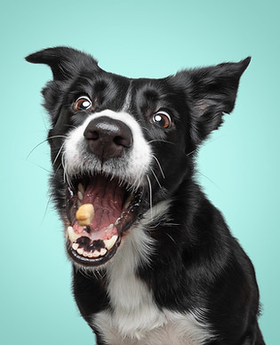 Hund, der ein Leckerli fängt