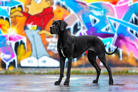 Hundeshooting Berlin, Cityshooting, Stadtshooting