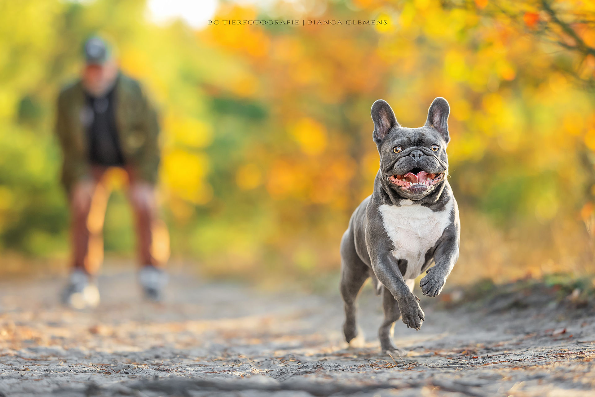 Hundefotografie Berlin