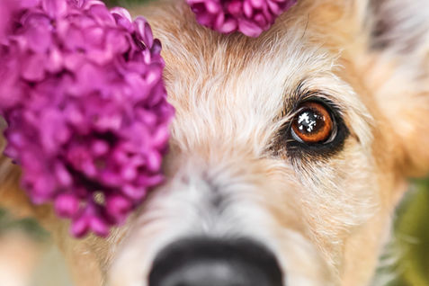 Hundefotografie Berlin, Tierfotografie Altglienicke
