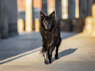 Ein schwarzer Hund läuft direkt auf die Kamera zu in einer urbanen Umgebung
