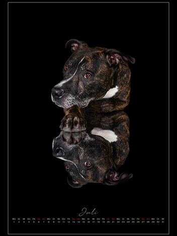 Tierschutz Tierschutzhund Tierschutzkalender 