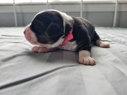 Betsy (week 1) (6)