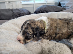 Vinnie (3 weeks) (5)