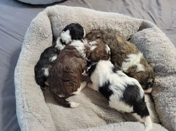 Four Boys (3 weeks) (2)