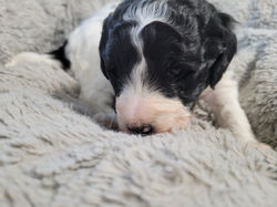 Victor (3 weeks) (11)