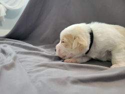 Charlie (week 2) (7)