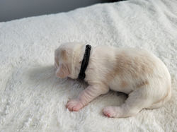 CHARLIE (week 1)