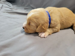 Clyde (week 2) (2)