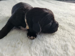 CICI (week 1) (13)