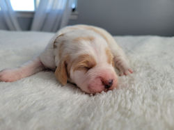 COOPER (week 1) (4)