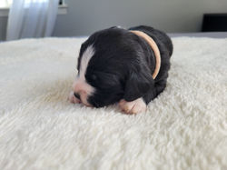 BOB (week 2) (4)