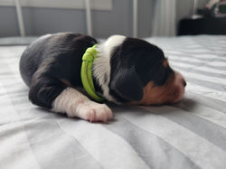 Boone (week 1) (13)