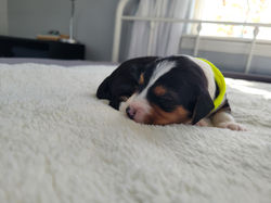BOONE (week 2) (8)