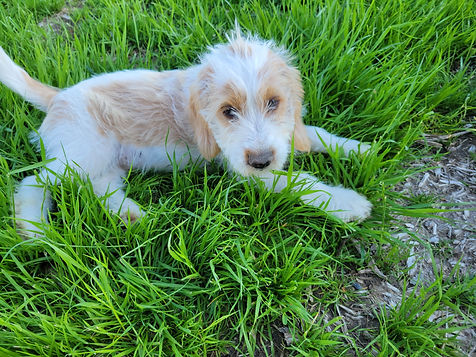 Cooper (5).jpg