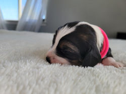 BETSY (week 2) (10)