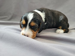 Boone (week 3) (7)