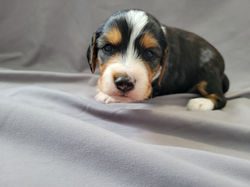 Boone (week 3) (8)