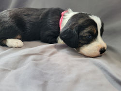 Betsy (week 3) (5)