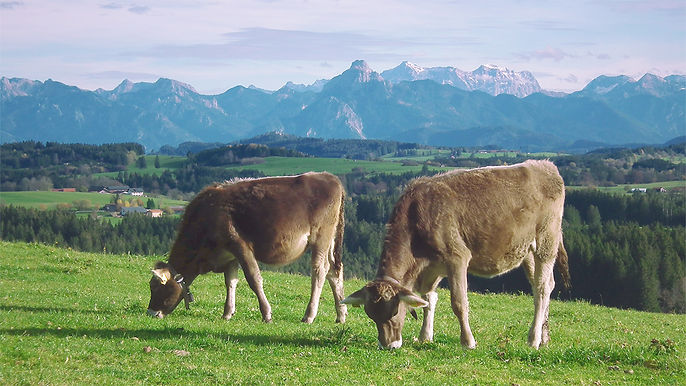Schwarzenberg_Allgau.jpg