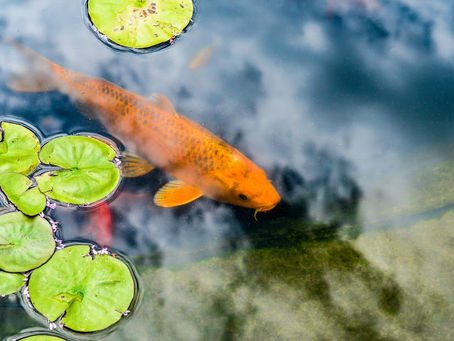 The Fascinating World of Butterfly Koi