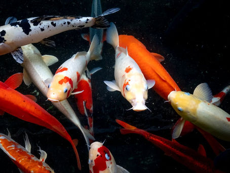The Fascinating World of Butterfly Koi