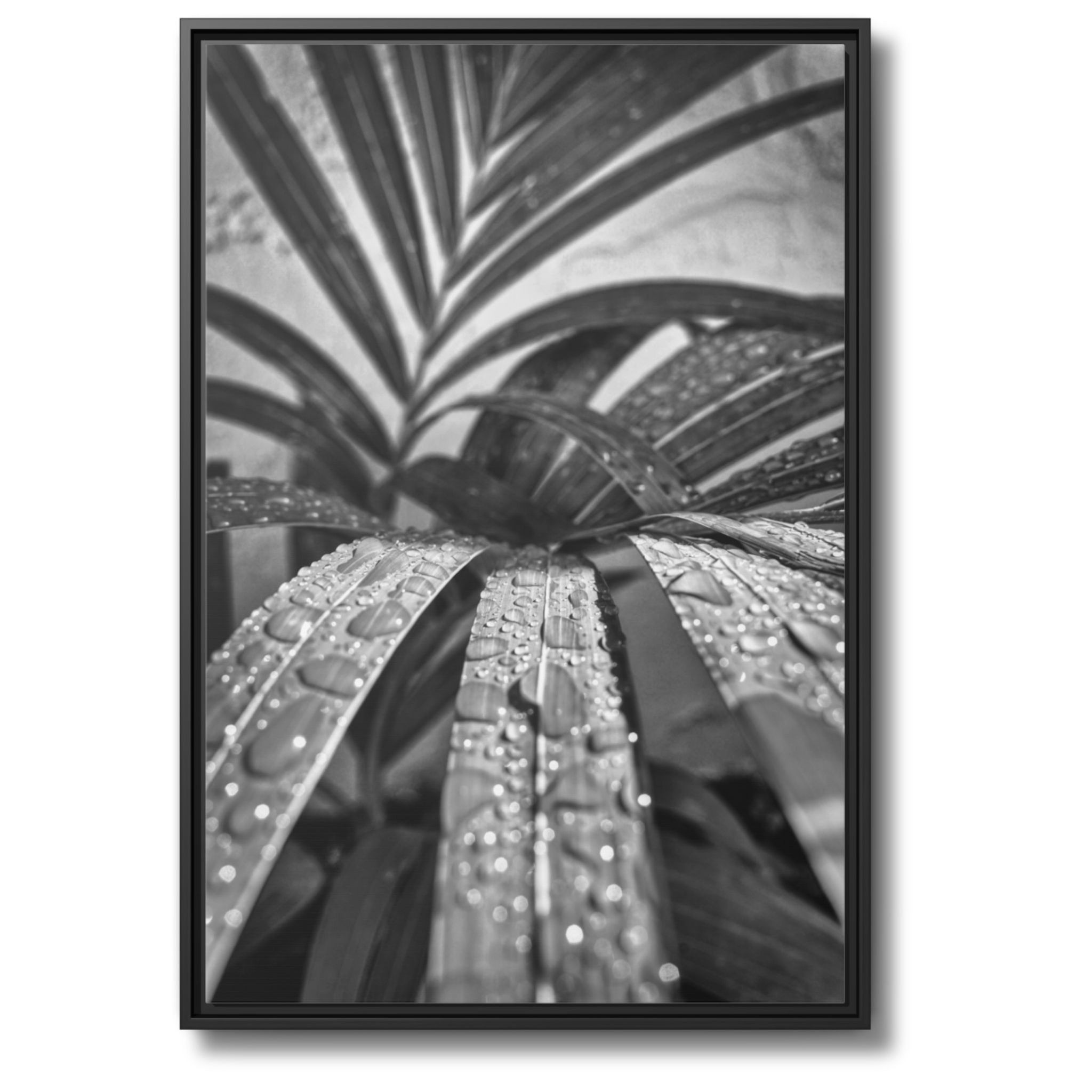 Black and White Palm Frond with Water Droplets