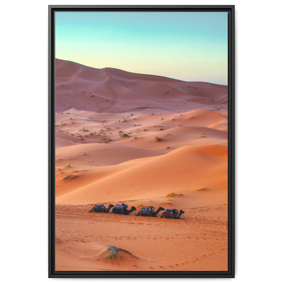 Miniatura: Camellos en el desierto del Sahara, África. Lienzo enmarcado.