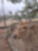 A Deer to remember.jpg