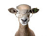 Sheep-Wearing-Glasses-e1460732363310.jpg