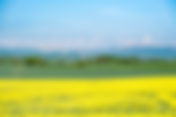 it was all yellow...