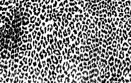 Leopard transparent