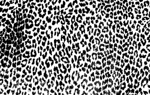 Leopard Transparent